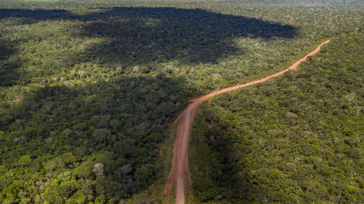 Strengthening Forest Ambition in Nationally Determined Contributions (NDCs)